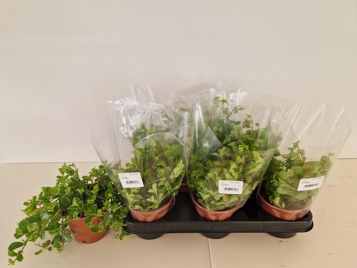 <h4>Pep Rotundifolia</h4>