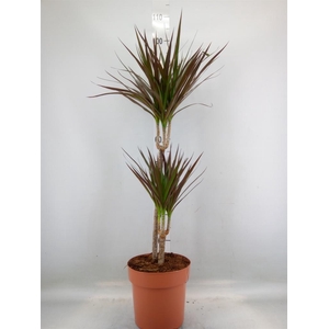 Dracaena marg. 'Magenta'