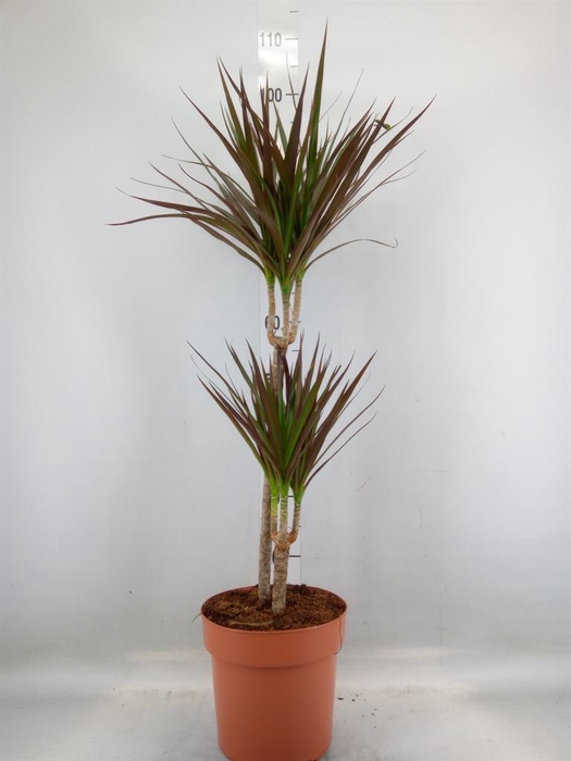 <h4>Dracaena marg. 'Magenta'</h4>