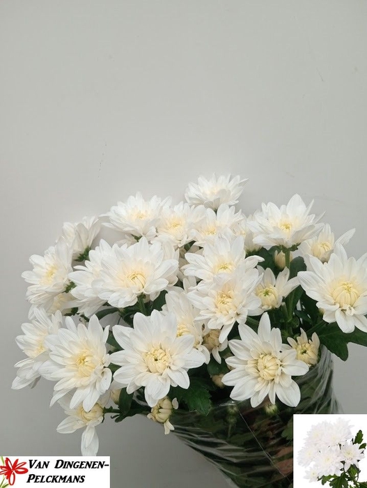 <h4>Chrys sp baltica</h4>