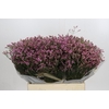 Limonium sinensis Tiffany Diamond