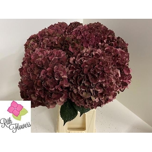 HYDR M MAG PI RUB CL