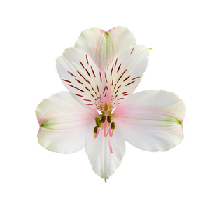 ALSTROEMERIA PRESTIGE 080 CM BRANCO