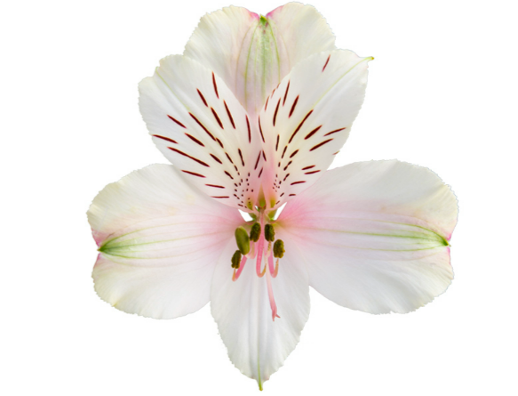 <h4>ALSTROEMERIA PRESTIGE 070 CM BRANCO</h4>