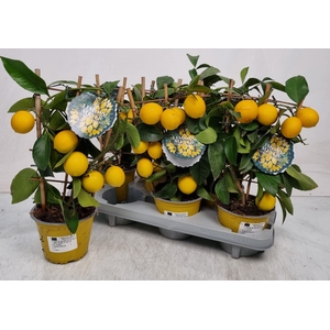 Citr Meyeri Meyer P14