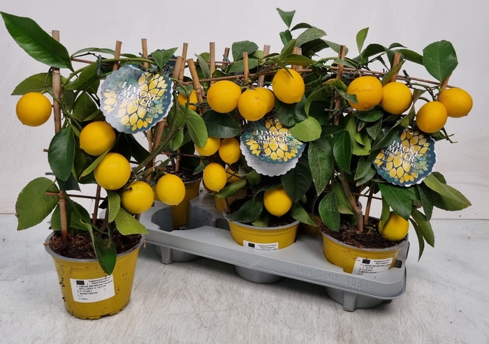 <h4>Citr Meyeri Meyer P14</h4>