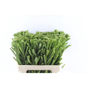Kaaps Brunia Albiflora Green
