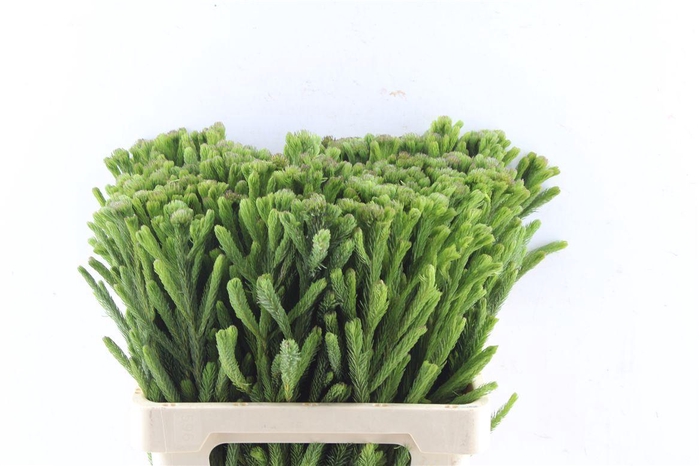 <h4>Kaaps Brunia Albiflora Green</h4>