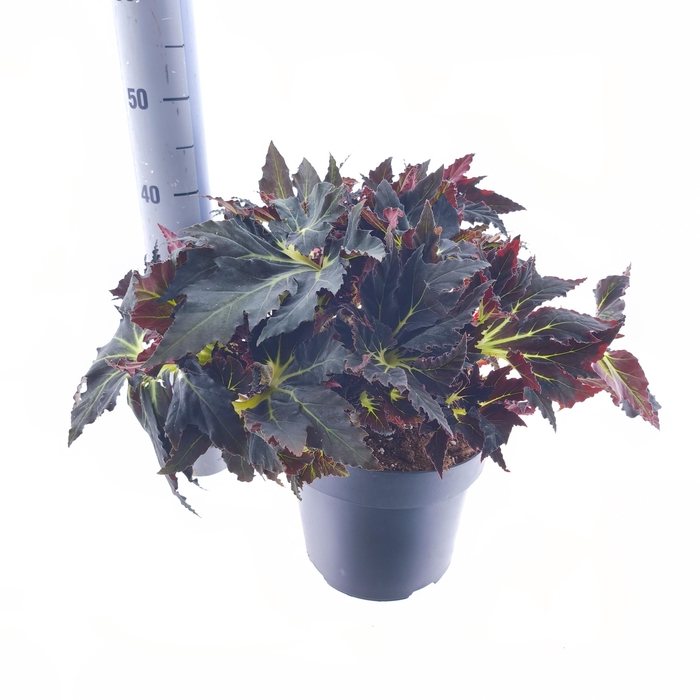 <h4>BEG BLAD OV</h4>