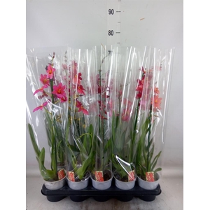 Burrageara  'Nelly Isler'