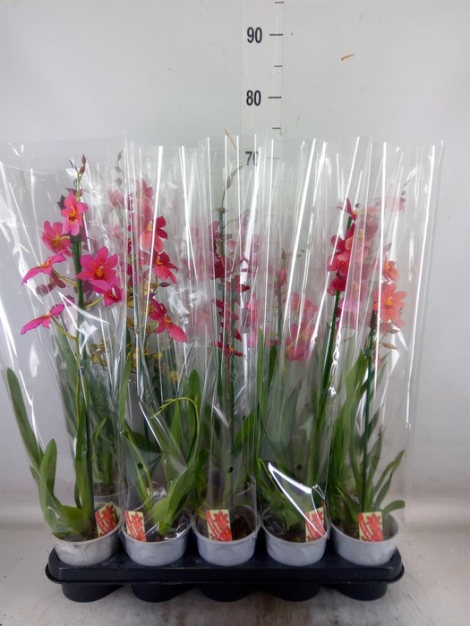 <h4>Burrageara  'Nelly Isler'</h4>