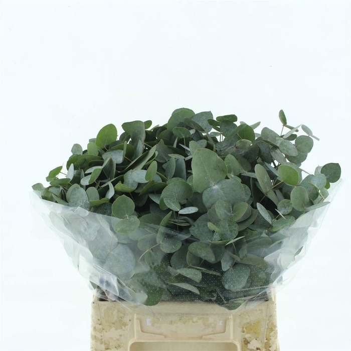 <h4>EUCA CINEREA</h4>