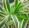 FOLHAGEM DRACENA PLEOMELLE