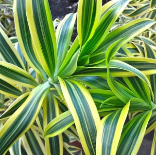 FOLHAGEM DRACENA PLEOMELLE