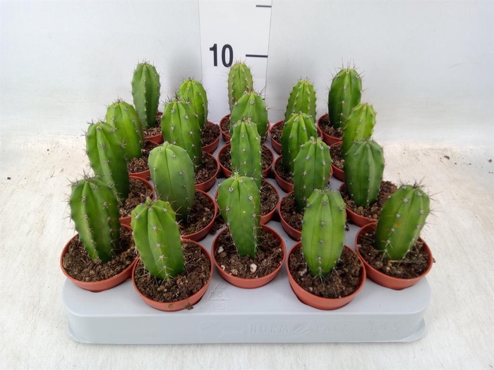 <h4>Cereus   ...</h4>