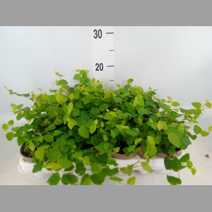Ficus pumila 'Sunny Green'