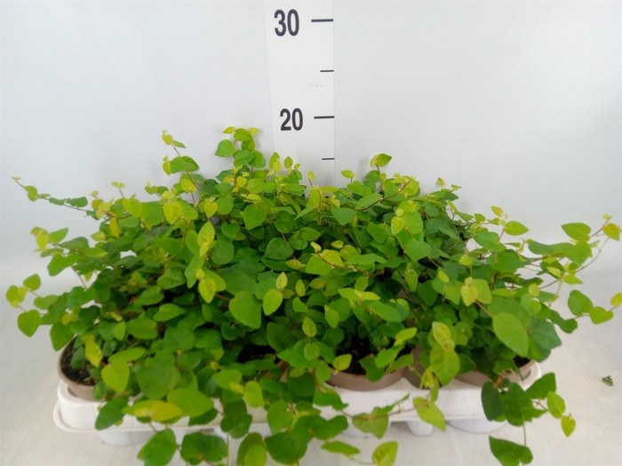 <h4>Ficus pumila 'Sunny Green'</h4>
