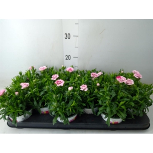 Dianthus  'Oscar Pink And Purple'