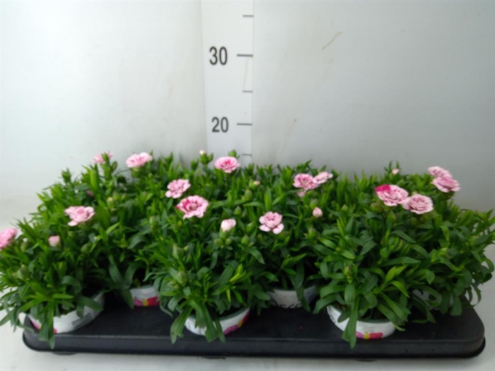 <h4>Dianthus  'Oscar Pink And Purple'</h4>
