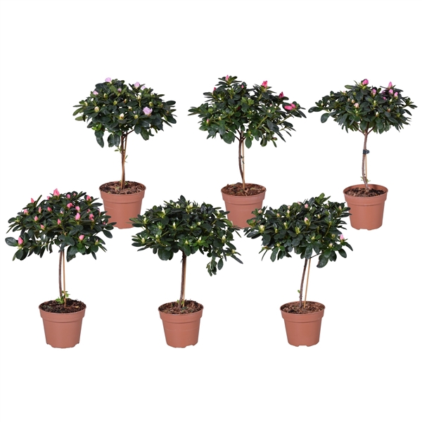 <h4>Azalea Vogel op stam gemengd 13cm</h4>