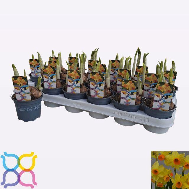 <h4>Narcissus  'Bittern'</h4>