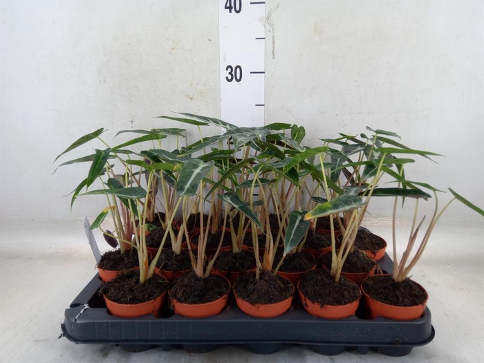 <h4>Alocasia amazonica</h4>