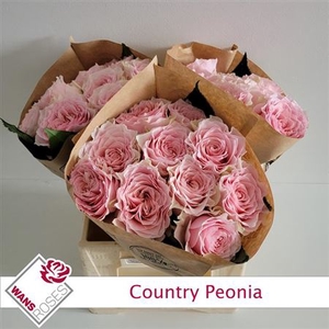 Rosa a grande fleur Country Spirit Peonia