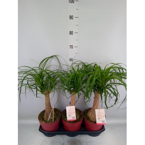 Beaucarnea recurvata