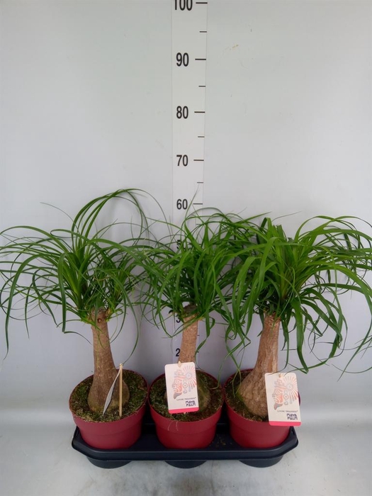 <h4>Beaucarnea recurvata</h4>