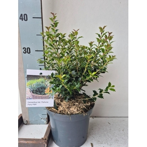 Osmanthus heterophyllus Perfume Party PBR