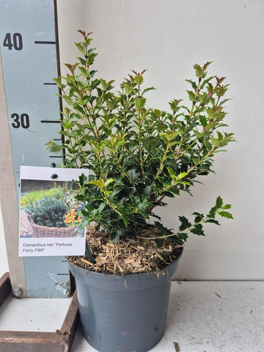 <h4>Osmanthus heterophyllus Perfume Party PBR</h4>