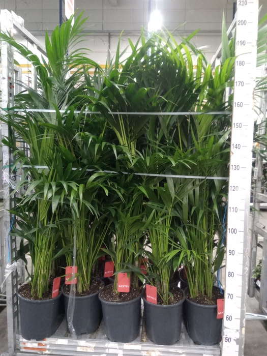 <h4>Howea forsteriana</h4>