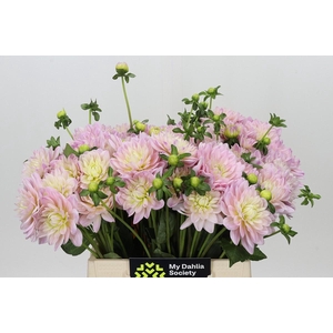 Dahlia Dianas Memory