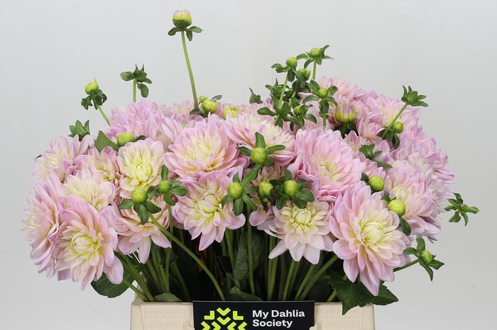 <h4>Dahlia Dianas Memory</h4>