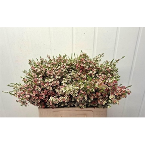 Chame Un My Sweet 16 60cm