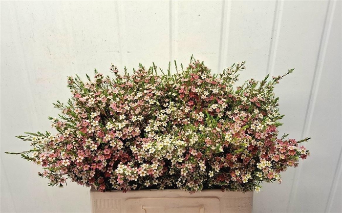 <h4>Chame Un My Sweet 16 60cm</h4>