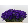 Limonium Sinuatum Navy Sun Birds