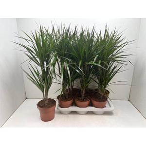 DRA MARGINATA