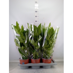 Fatsia japonica   ...
