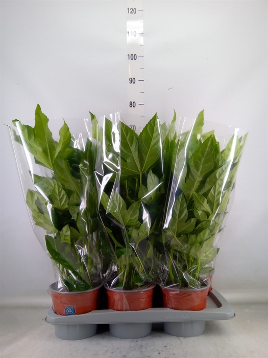 <h4>Fatsia japonica   ...</h4>