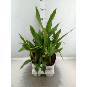 Zygopetalum  'Louisendorf'