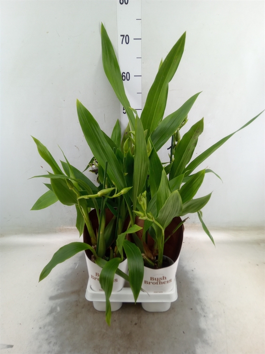 <h4>Zygopetalum  'Louisendorf'</h4>