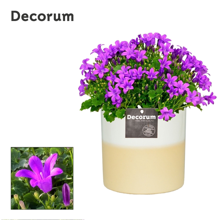 <h4>Campanula 'Porto' Rosy Decorum</h4>