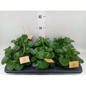Peperomia obt. 'Green Gold'
