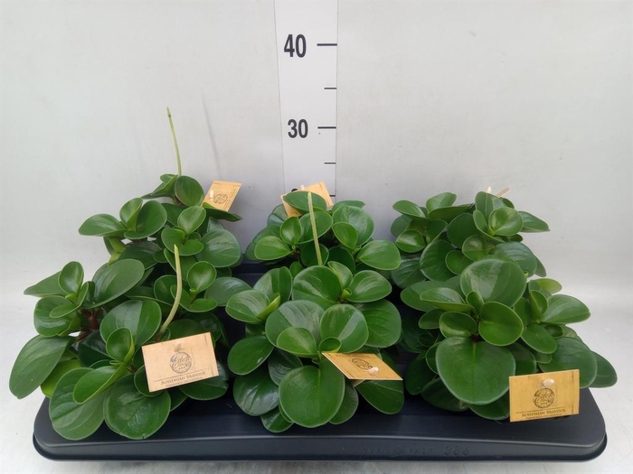 <h4>Peperomia obt. 'Green Gold'</h4>
