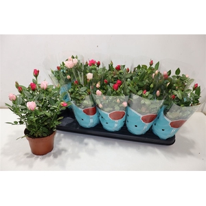Ro Classic Star Gem In Pot