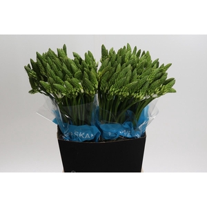 Ornithogalum Mount Fuji