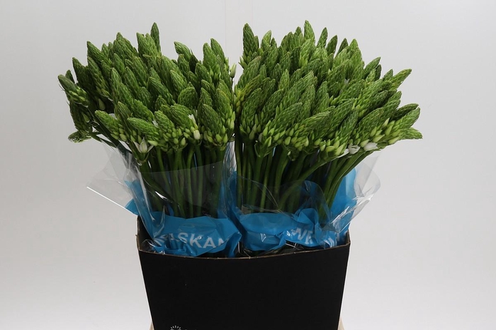 <h4>Ornithogalum Mount Fuji</h4>
