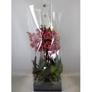 Phalaenopsis   ...rose