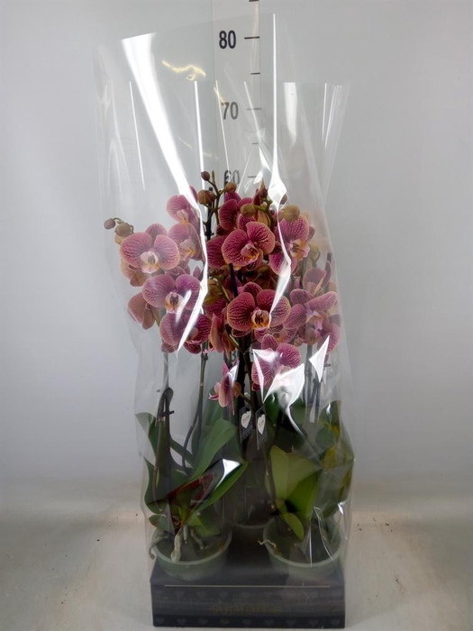 <h4>Phalaenopsis   ...rose</h4>